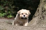 LHASSA APSO 131